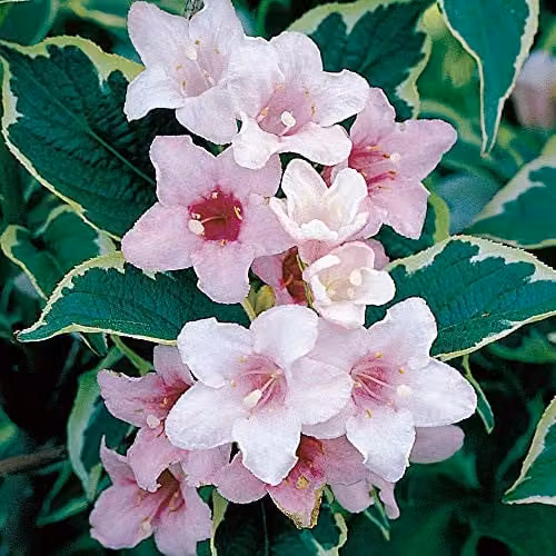 Thompson and Morgan Weigela Florida Variegata Hardy Ornamental Shrub with Rose-Pink Flowers, 9cm Pot