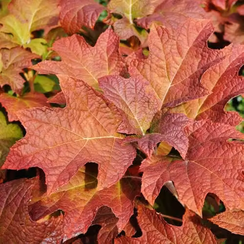 Thompson & Morgan Hydrangea quercifolia Jetstream Ornamental Shrub with White and Pink Flowers, 25 Litre Pot