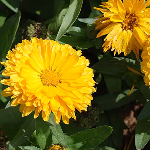 Thompson and Morgan Calendula English Pot Marigold Candyman Yellow Double Flowered Seeds, 100 Seeds – 3