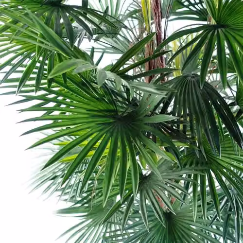 Leaf Large Green Artificial Palm Tree, H 120 cm x W 70 cm x D 70 cm – 2