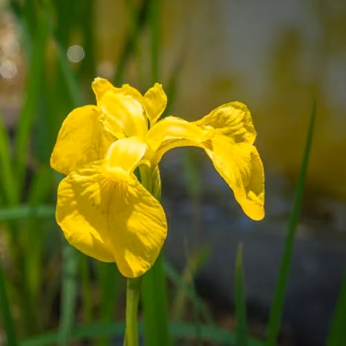 Thompson and Morgan Iris pseudacorus Yellow Flag Hardy British Native Water Iris, 3 x 1 Litre Pots