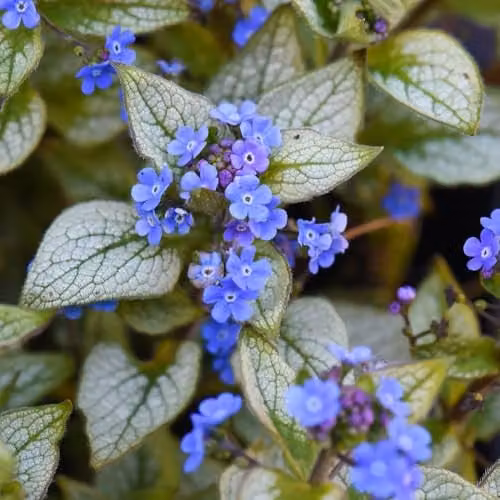 Thompson and Morgan Brunnera macrophylla Jack Frost Hardy Perennial with Silver-White Foliage and Blue Spring Flowers, 3 x 9cm Pots