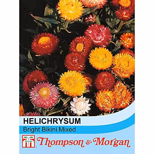 Thompson and Morgan Helichrysum Bright Bikini Mixed Annual Dwarf Strawflower Seeds, Multicolour, 200 Seeds – 2
