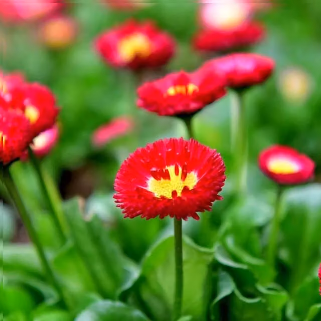 Plants By Post Red Bellis English Daisies, Pack of 3, 10.5cm Pots