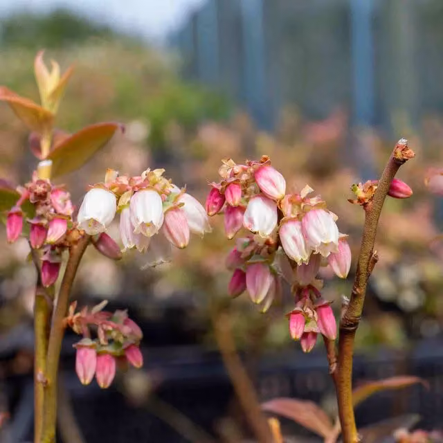 Marshalls Garden Pink Berry Blueberry Perennial Fruit Bush for Outdoor and Ornamental Gardens