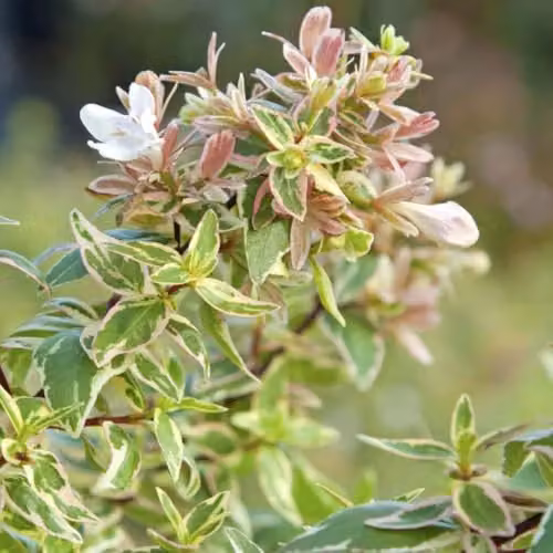 Thompson & Morgan Abelia x grandiflora Sparkling Silver Hardy Evergreen Ornamental Shrub with Pink and Silver Foliage, 3 Litre Potted Plant