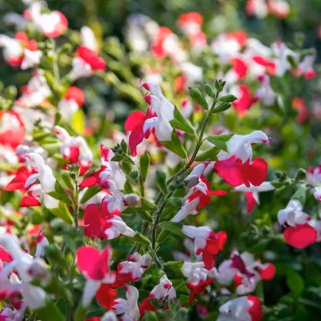 Marshalls Garden Salvia Hot Lips Red and White Hardy Perennial
