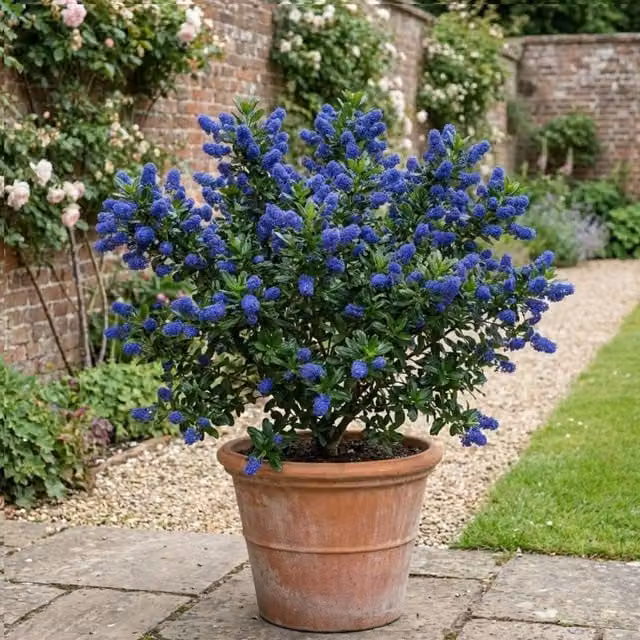 Plants By Post Ceanothus Victoria Blue and Green Ornamental Flowering Shrub