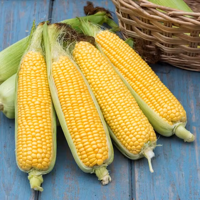 Marshalls Tyson F1 Yellow Sweetcorn Vegetable Seeds, 30 Seeds