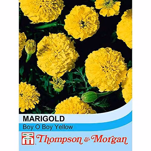 Thompson and Morgan Marigold Boy O' Boy Yellow Flower Seeds, 115 Seeds per Packet – 2