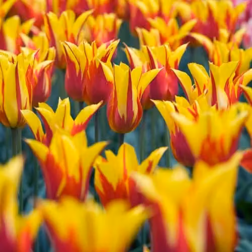Thompson & Morgan Tulip Fire Wings Red and Yellow Spring Bulbs, 8 Bulbs – 2