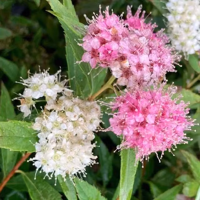 Direct Plants Spiraea Shirobana Ornamental Garden Shrub, Pink and White