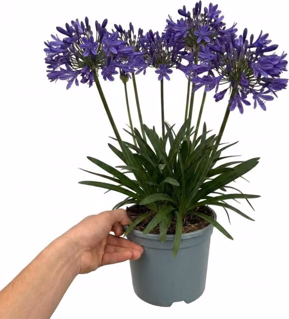 Plants By Post Agapanthus Poppin Purple African Lily, 2L Pot, Purple Perennial