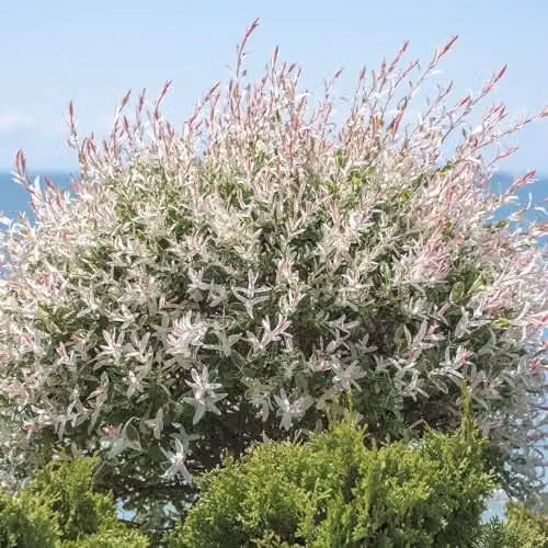 Thompson and Morgan Salix Integra Hakuro-nishiki Standard Stem Flamingo Tree, Multicolour Ornamental Shrub in 17cm Pot with Patio Pot