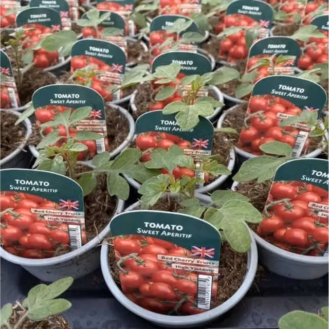 Plants by Post Set of 3 Tomato Sweet Aperitif British Grown Cherry Tomato Plants with Red Fruit and Green Foliage