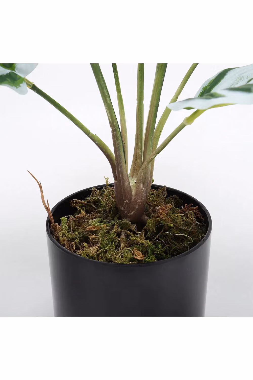 Living and Home Artificial Calathea White Fusion Potted Plant in Green, Height: 54.5 cm – 3