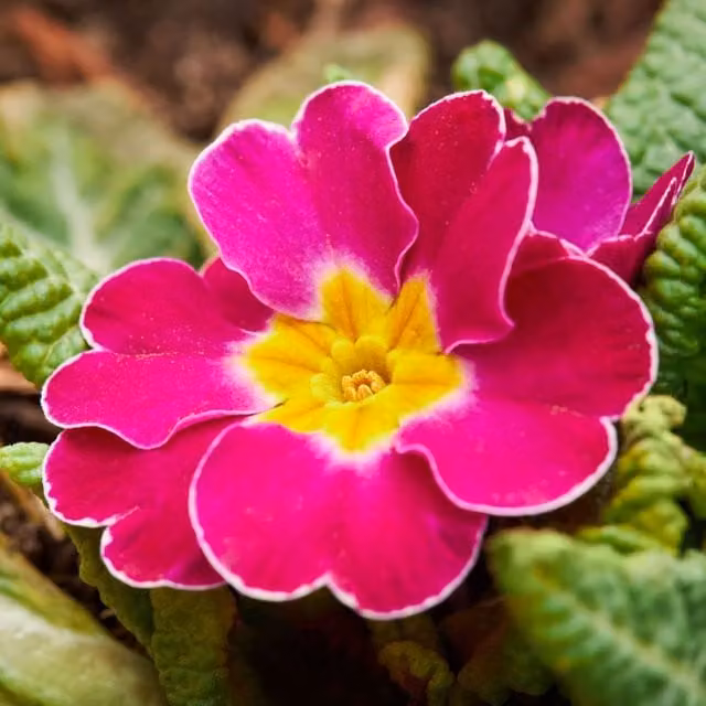 Plants By Post Polyanthus Stella Cherryade Spring Bedding Plant in Pink, White and Yellow