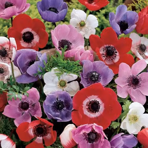 YouGarden Anemone de Caen Bulbs, Set of 150, Multicolour Spring Flowering Flowers – 2