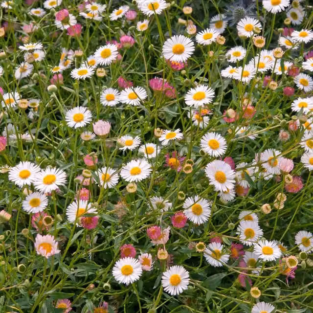 Marshalls Garden Erigeron karvinskianus Stallone White and Pink Perennial Ground Cover Plant