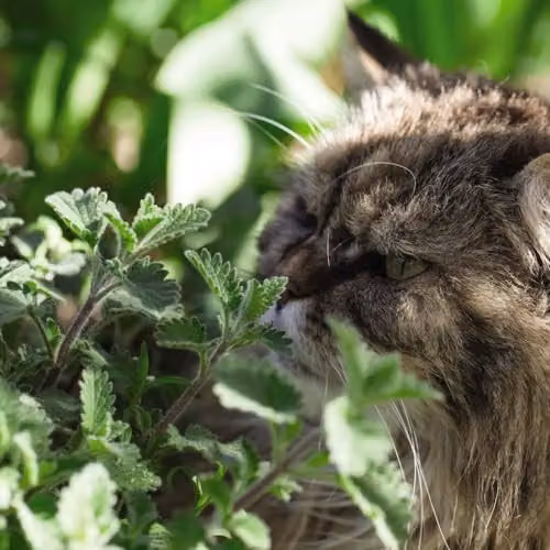 Thompson and Morgan Cat Plant Seed Collection featuring Catmint Nepeta Nervosa Blue Moon and Cat Grass Tabby Cat, 3 Seed Packets – 3