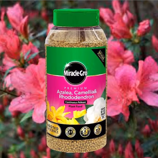 Miracle-Gro Slow Release Continuous Plant Feed for Azalea, Camellia and Rhododendron, 900 g