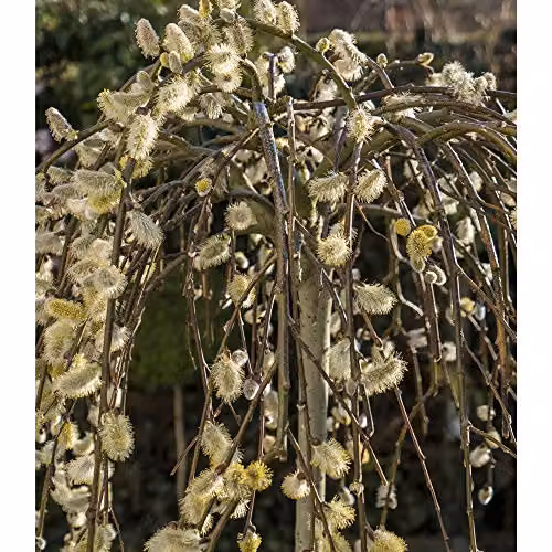 Thompson & Morgan Salix Kilmarnock Deciduous Willow Tree in a 5 Litre Pot