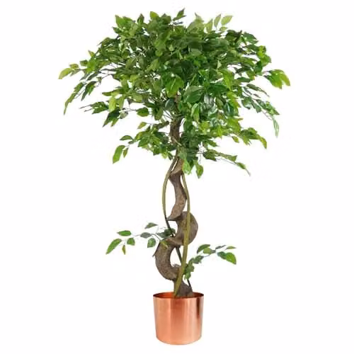 Leaf Design UK Artificial Japanese Fruticosa Style Ficus Tree in Green, Height: 120 cm – 1