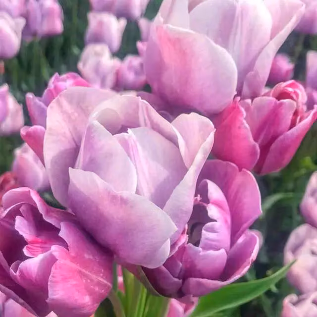 Plants By Post Tulip Blue Heaven Bulbs, Pack of 15, Violet-Blue