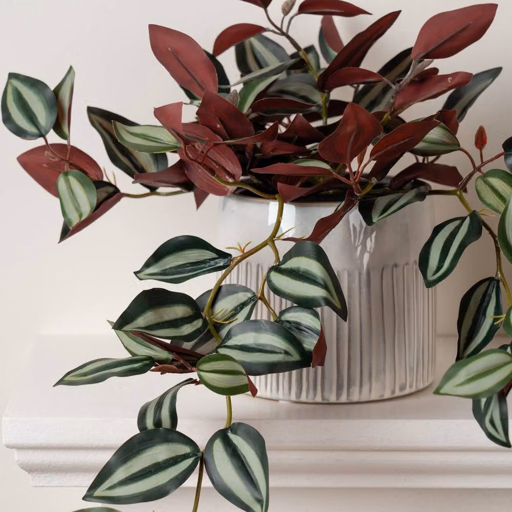 Scottish Everlastings Ltd Trailing Wandering Dude Green Plant – 2