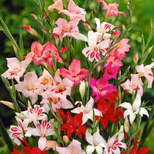 YouGarden Gladiolus Lipstick Mix, 60 Bulbs in Pink, Red and White – 1