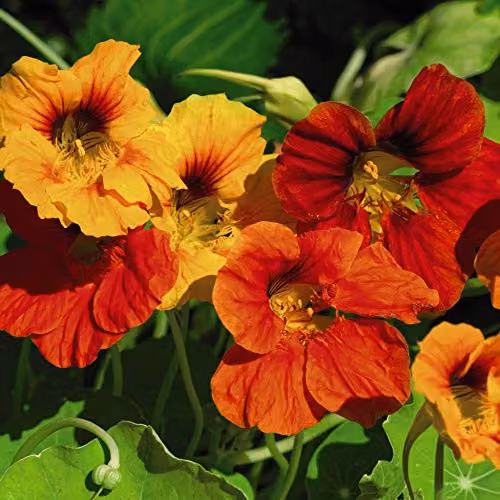 Thompson & Morgan Double Gleam Mixed Nasturtium Seeds, Multicolour Half-Hardy Annuals – 2