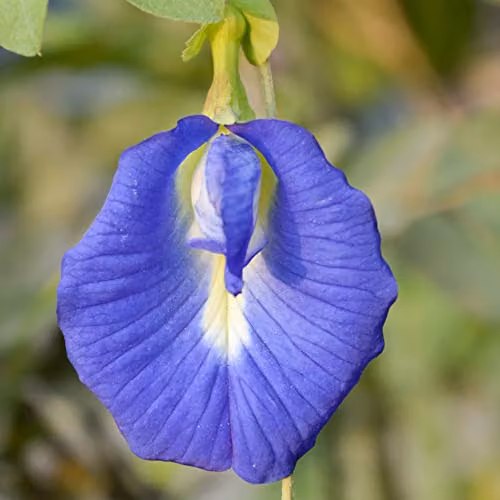 Thompson and Morgan Butterfly Pea Clitoria Ternatea Blue Flower Seeds for Indoor or Outdoor Gardening (Approx. 20 Seeds)