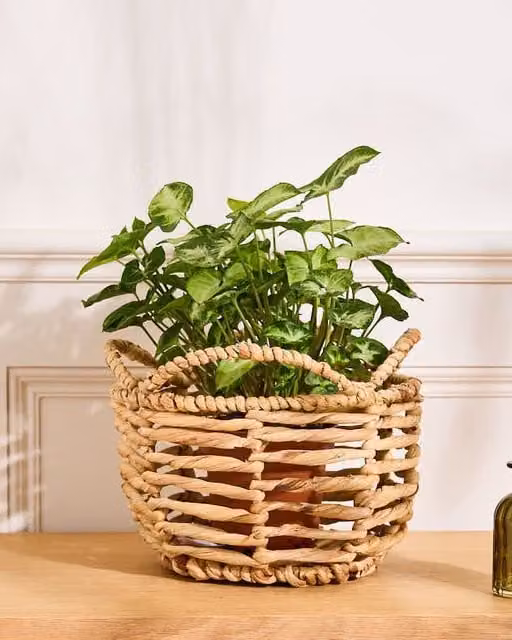 Dibor Vintage Water Hyacinth Open Weave Scalloped Planter Basket in Beige, Dia: 18 cm, H: 25 cm – 1