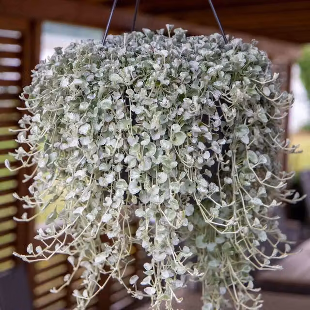 Unwins Silver Surfer Dichondra Ground Cover Flower Seeds, Green