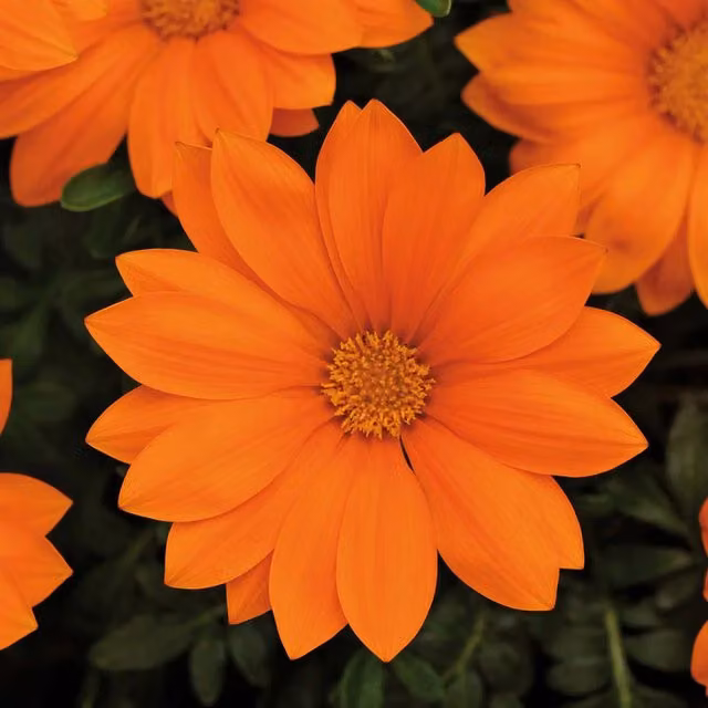 Plants by Post Orange Gazania Bedding Plants, 12 Pack