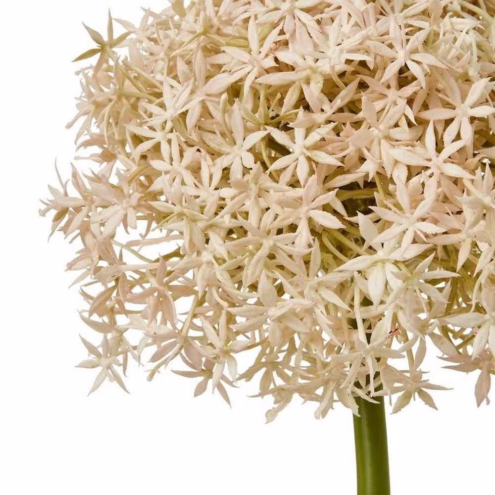 Lemon Pavilion Pink Giant Allium Single Stem Flower, W: 21 cm, D: 21 cm, H: 90 cm