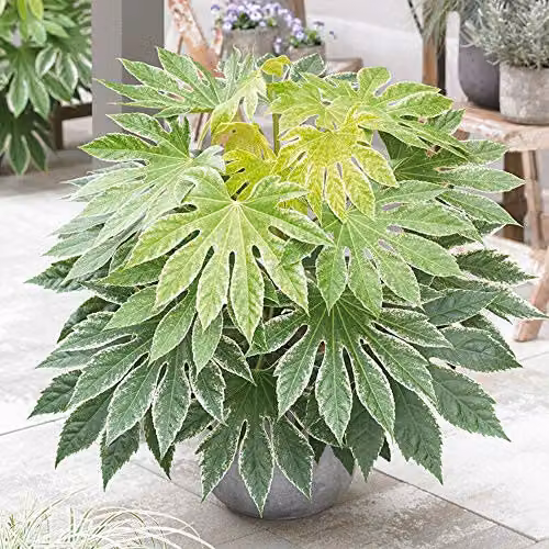 Thompson and Morgan Fatsia Spiders Web Evergreen Ornamental Garden Shrub, 9cm Pot