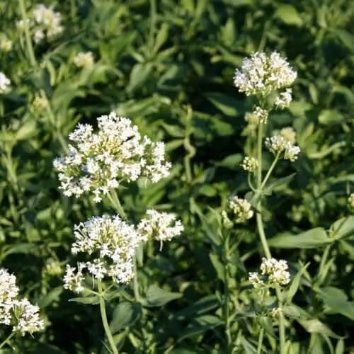 Thompson & Morgan Centranthus Ruber Albus White Valerian Perennial, 2 x 9cm Pots