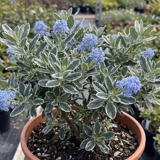 Plants By Post Ceanothus Cool Blue Variegated Ornamental Shrub, 3L Pot, Green, White and Blue