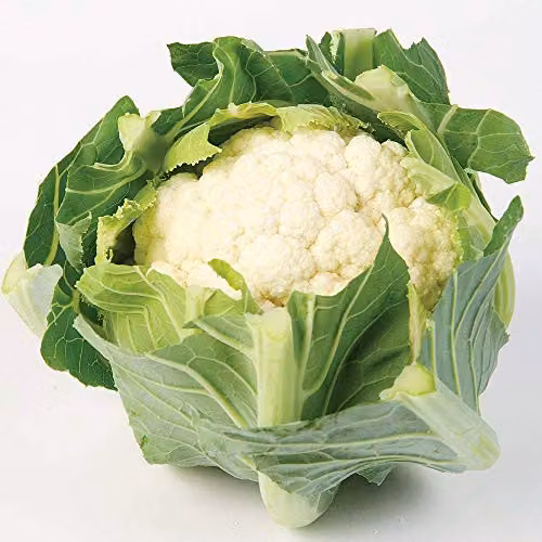 Thompson and Morgan Cauliflower White Step Seeds, 30 Seeds per Packet