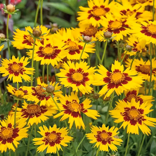 Marshalls Garden Coreopsis Sunkiss Hardy Perennial Plant, Yellow, Pack of 6