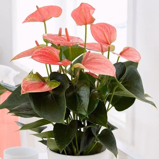 Primrose Pink Champion Anthurium Flamingo House Plant, Height: 50 cm, Pot Size: 14 cm