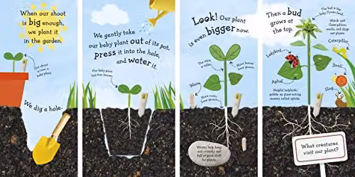 DK RHS I Can Grow A Sunflower Life Cycle Board Book, Multicolour – 3