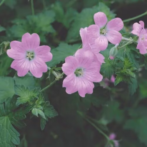 Thompson and Morgan Geranium endressii Pink Hardy Perennial, 2 x 9cm Pots
