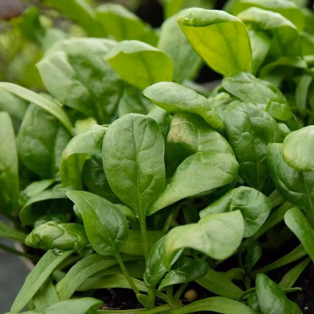Marshalls Garden America Spinach Seeds, 500 Seeds, Bolt-Resistant Green Vegetable Seeds