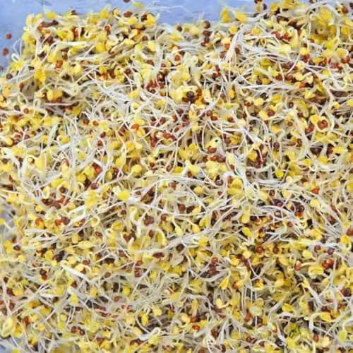 Thompson & Morgan Broccoli Green Sprouting Seeds