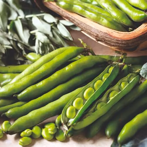 Thompson & Morgan Broad Bean Aquadulce Claudia Seeds, 30 White-Seeded Fava Bean Seeds for Autumn Sowing – 4