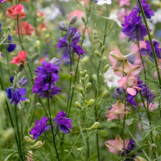 Unwins Choice Blend Larkspur Ornamental Flower Seeds in Blue, Grey and Multicolour