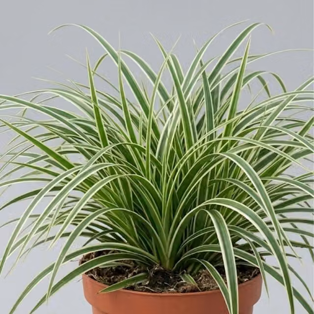 Plants By Post Carex Everest Japanese Sedge Ornamental Outdoor Potted Plant, 2L, Green and White
