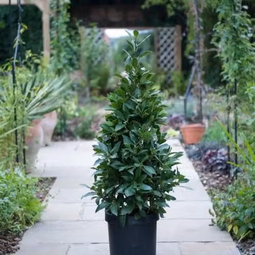 Thompson & Morgan Bay Pyramid Duo Patio Container Plant with Aromatic Leaves and Spring Flowers, Green and Yellow, Height: 80 cm